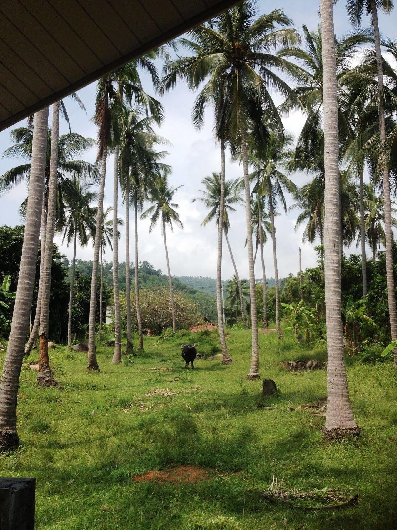 Baan Sawan Samui Resort Chaweng Beach Exteriör bild